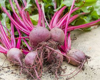 boltardy beetroot