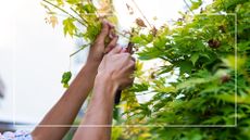picture of woman pruning acer green maple tree in garden with shears