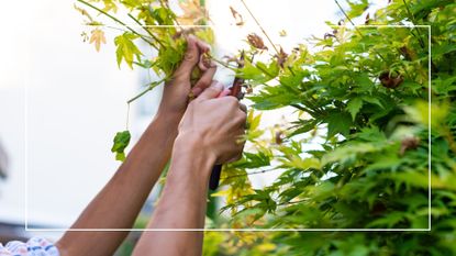 picture of woman pruning acer green maple tree in garden with shears