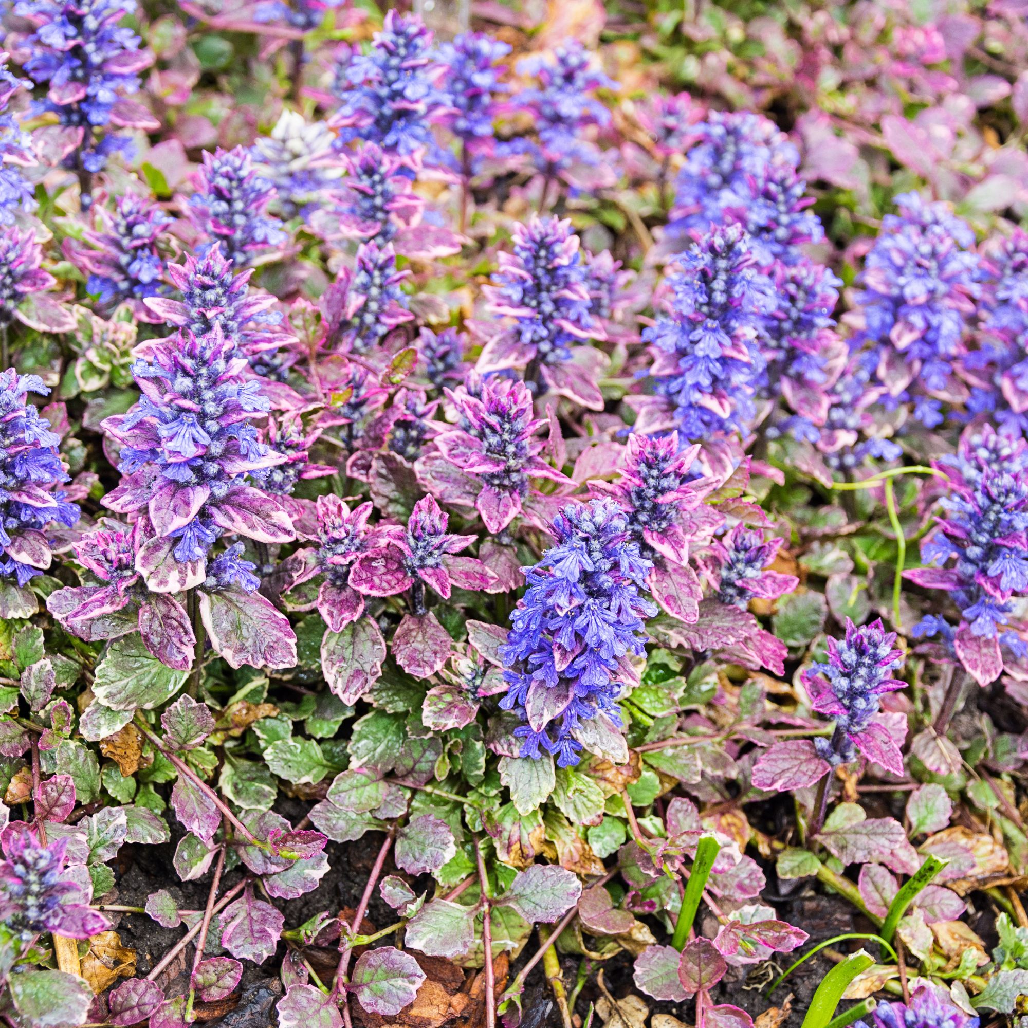 Pretty groundcover: Purple Creeping Carpet Bugleweed Flower Ajuga in the garden