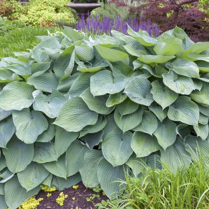 A large healthy looking hosta