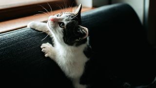 A kitten clings on to the back of a sofa with its sharp little claws