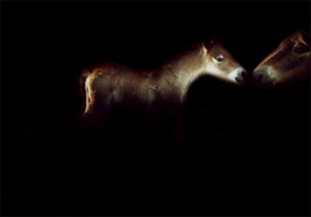 Photographer: Paula Kirby