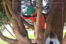 Two kids climbing a tree