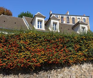 A pyracantha hedge with berries in the front of a property