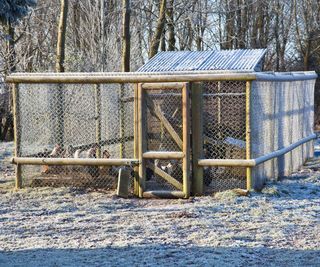 Chicken hutch or run covered in frost
