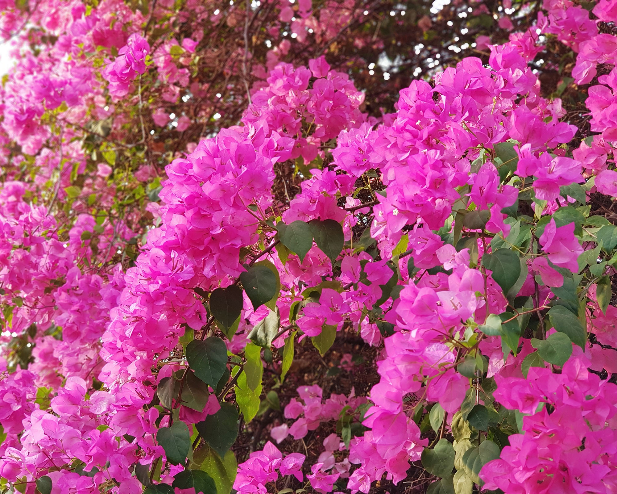 Pink Bougainvillea flowers