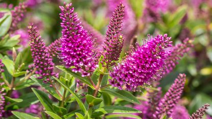 New Zealand hebe flowers