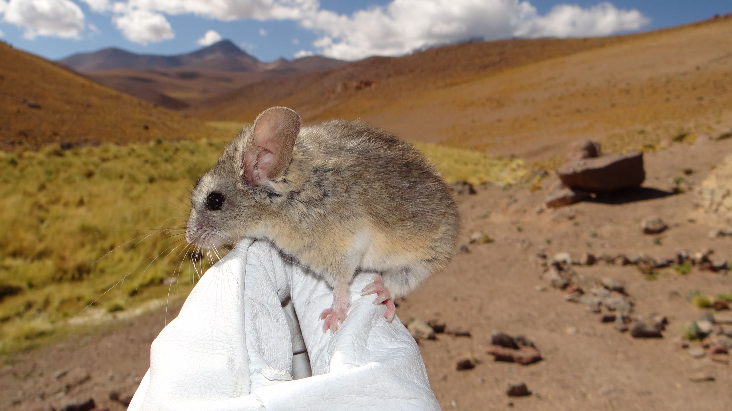 Mice on ‘godforsaken’ frozen volcanoes eat toxic plants to survive conditions ‘not remotely compatible with long-term human survival’ Mice on ‘godforsaken’ frozen volcanoes eat toxic plants to survive conditions ‘not remotely compatible with long-term human survival’