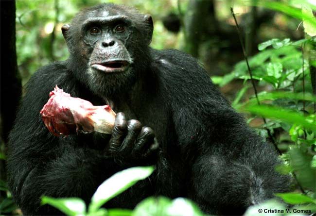 Chimps Barter For Sex Live Science