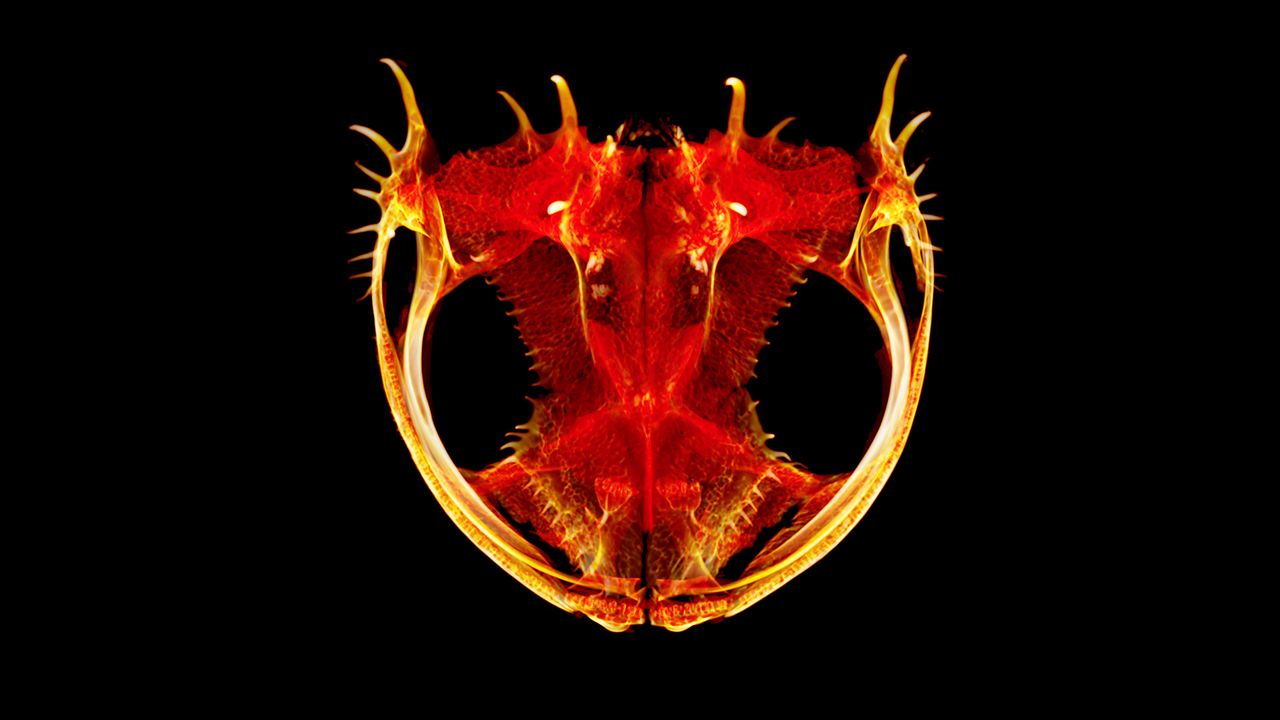 Bony spikes on the skull of Anotheca spinosa, a tree frog from Central America, may protect it against predators.