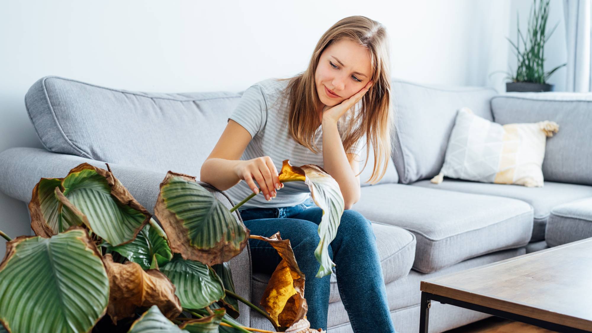 Underwatered plant and woman inspecting leaves
