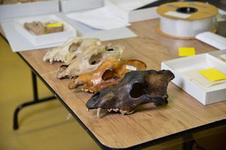 A rainbow of canid skulls, including a dark wolf skull from the Los Angeles tar pits on one end and a light-colored dog skull on the other.
