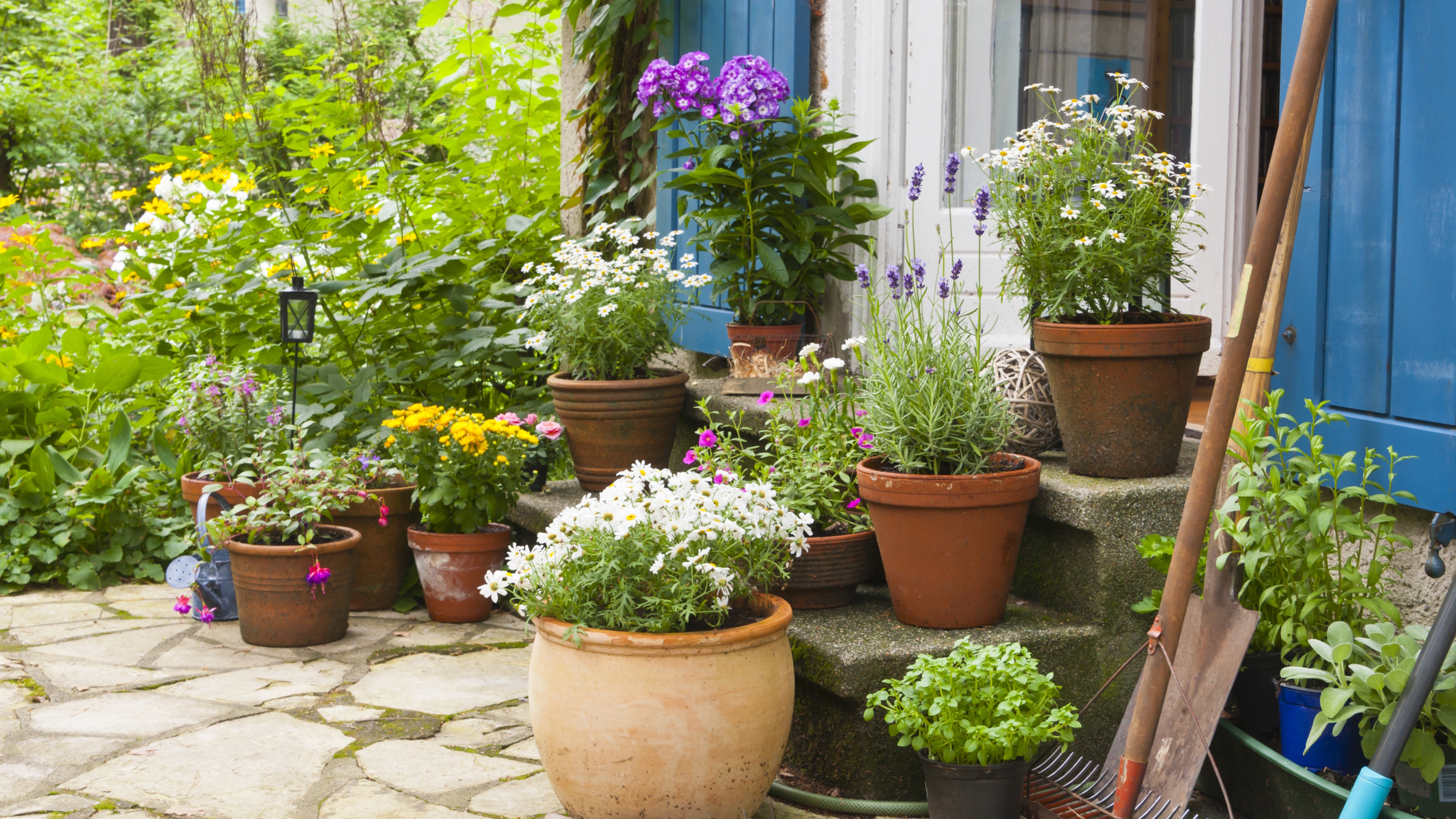 A display of summer flowering in containers growing on a patio