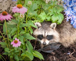 raccoon in flower bed