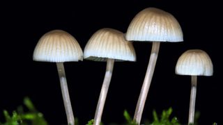 Mushrooms are essential for healthy woodland environments