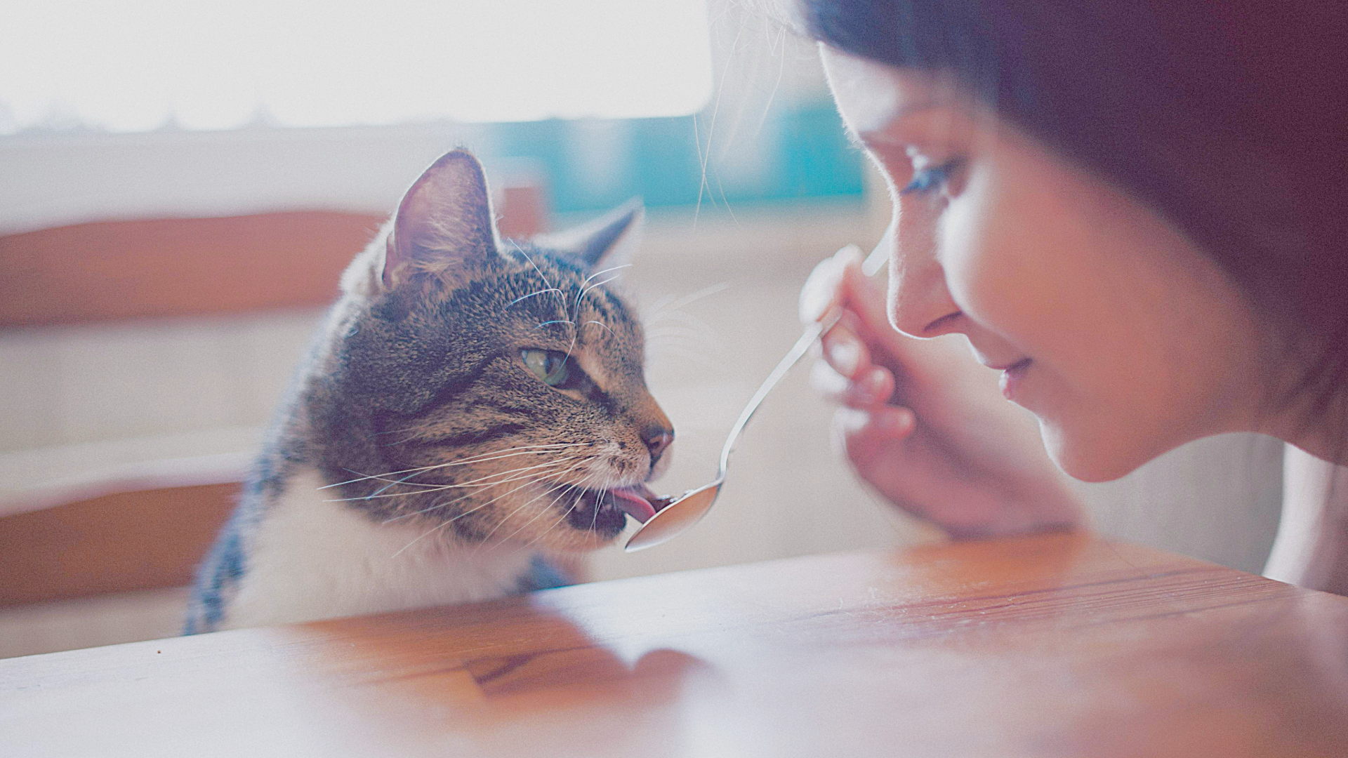 Woman spoon feeding a cat at the table