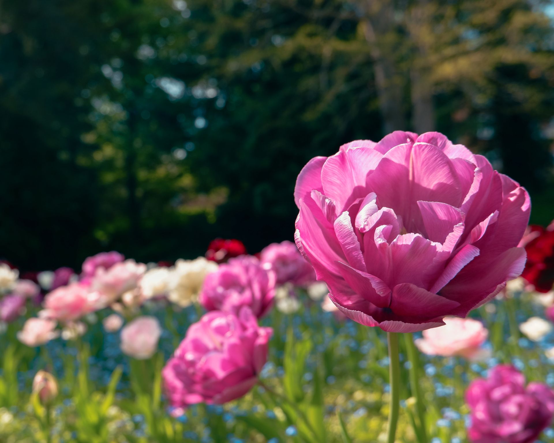 Pink peony flowered double tulip 'Angelique' in flower.