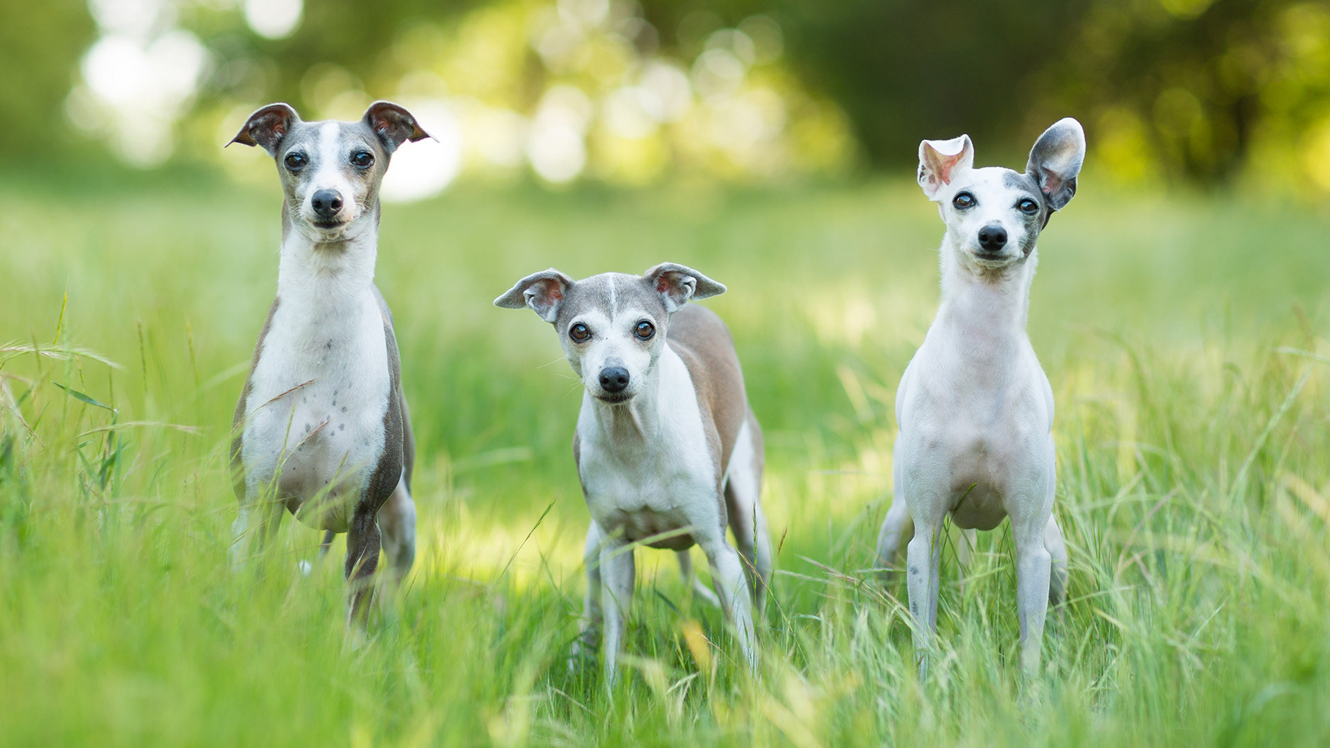 three Italian Greyhounds