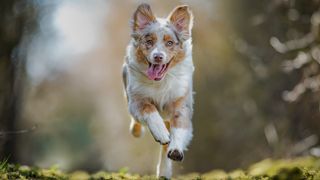 One of the best dogs for runners, an Australian Shepherd dog bounding through the air