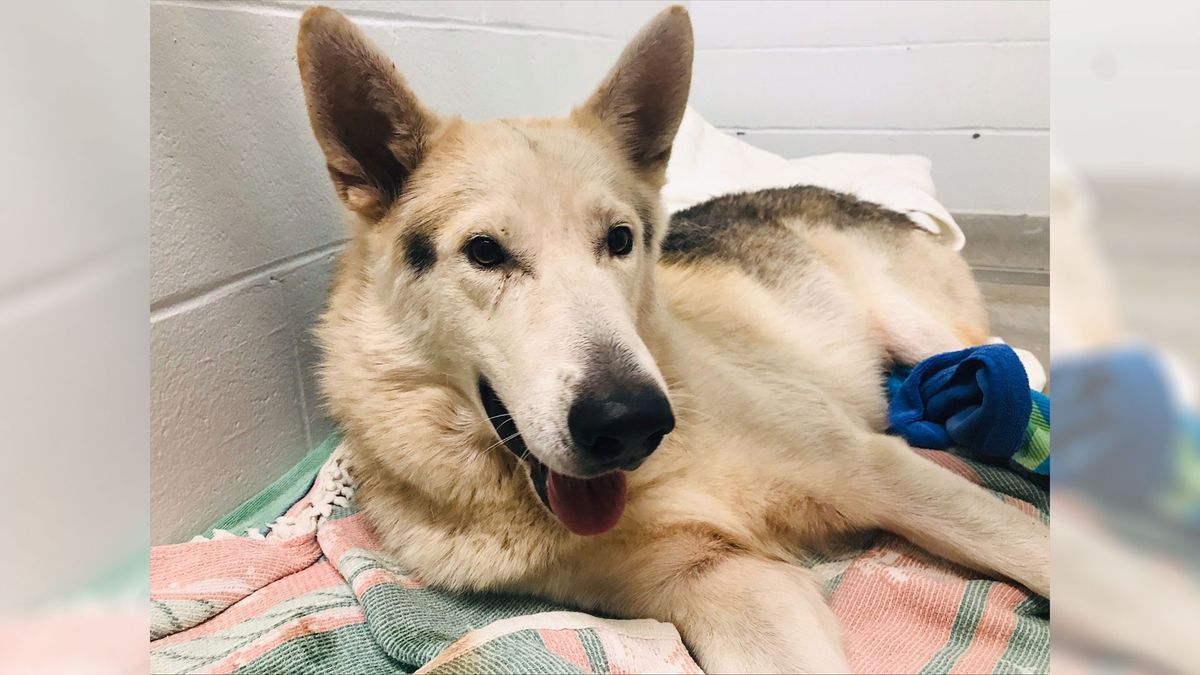 German Shepherd survives Hurricane Ian only to narrowly escape ...