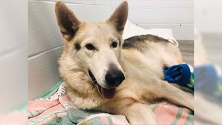 A German Shepherd cross at an animal shelter