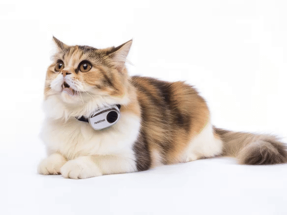 Pettichat: 'The First Real-Time Pet Translator'