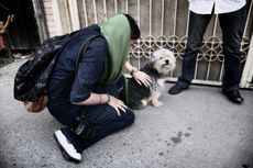 Tehran dog iran