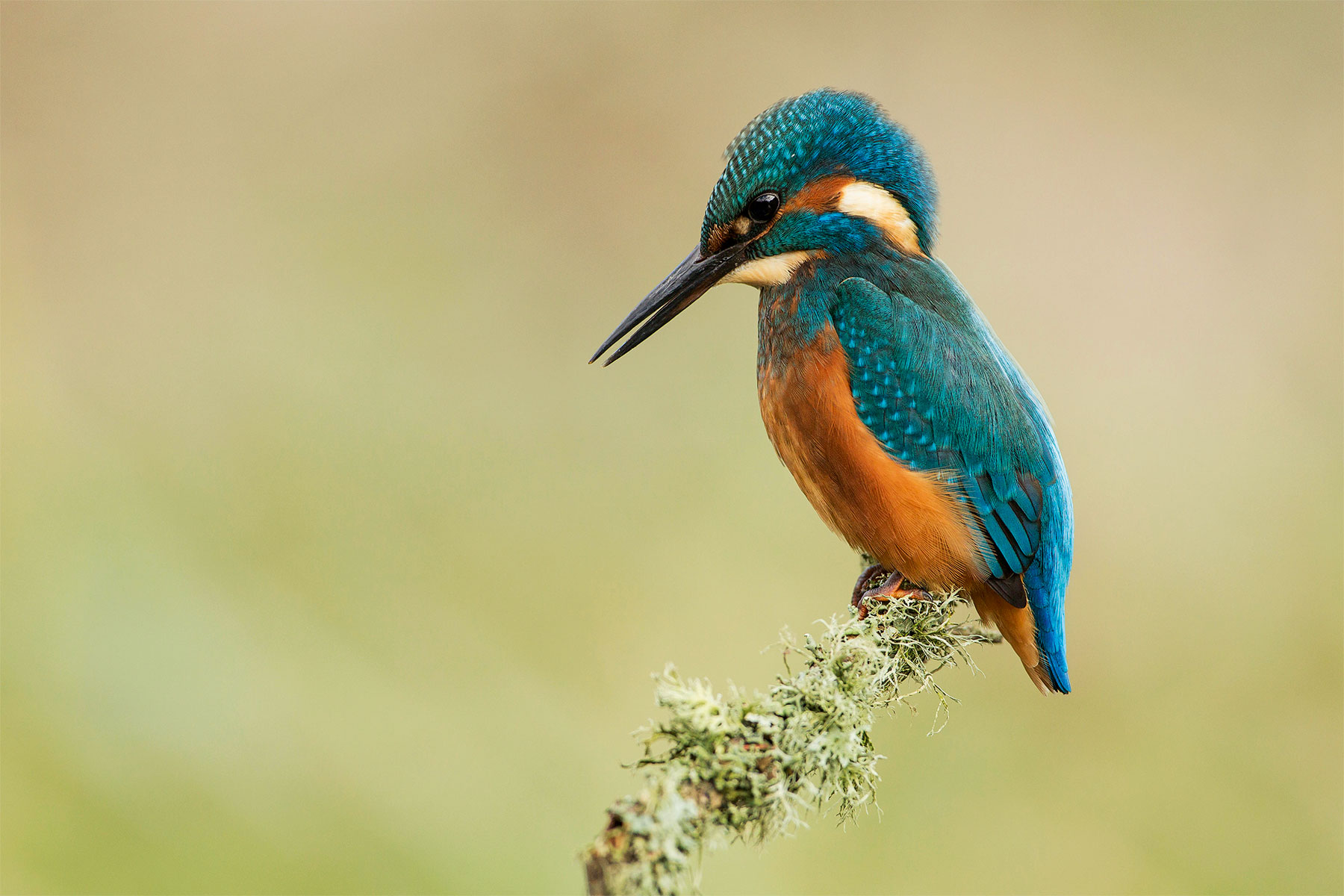 Kingfisher on a branch