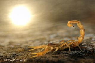 A scorpion flourishes its stinger under the blazing afternoon sun near Torralba de los Sisones in northeastern Spain.