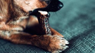 Antlers for dogs: Dog chewing on antler