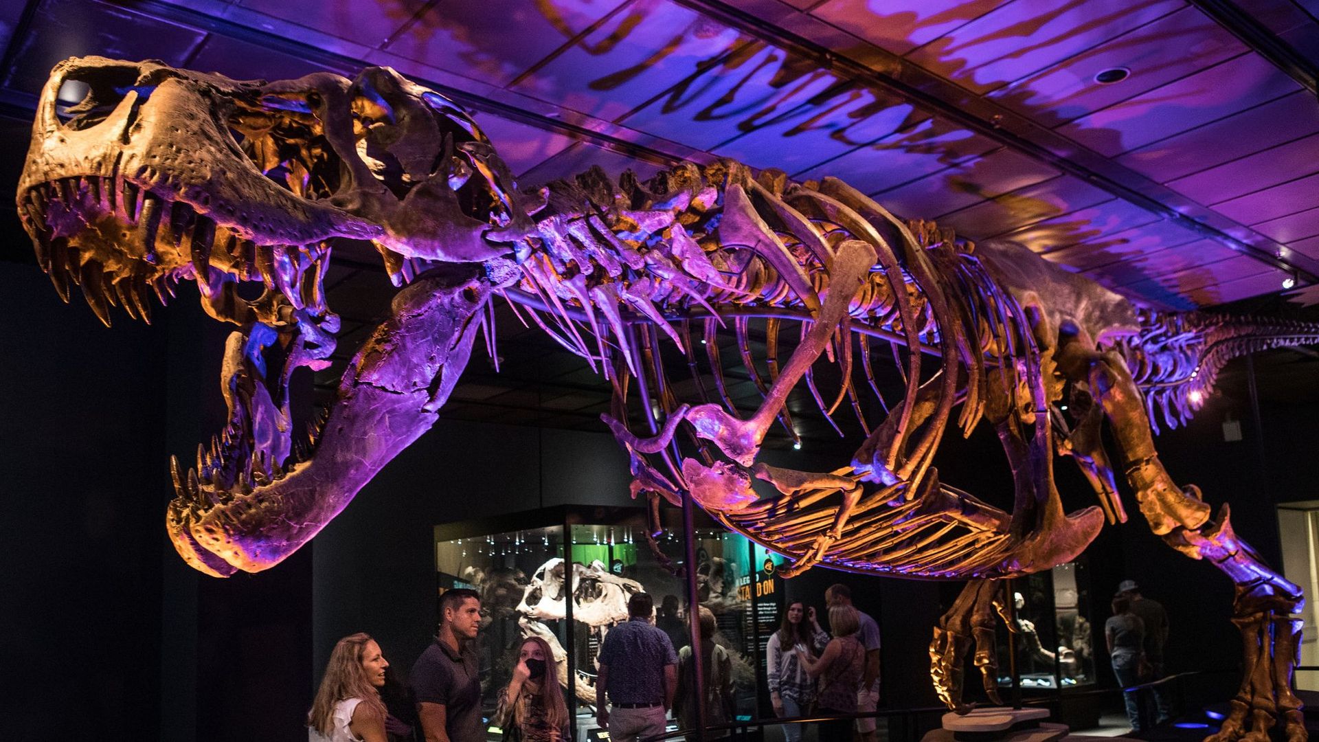 Visitors to the Houston Museum of Natural Science looking at Victoria the Tyrannosaurus rex skeleton