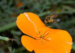 A honeybee approaches a bright orange poppy flower