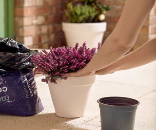 hands putting pink plant into white flowerpot on patio