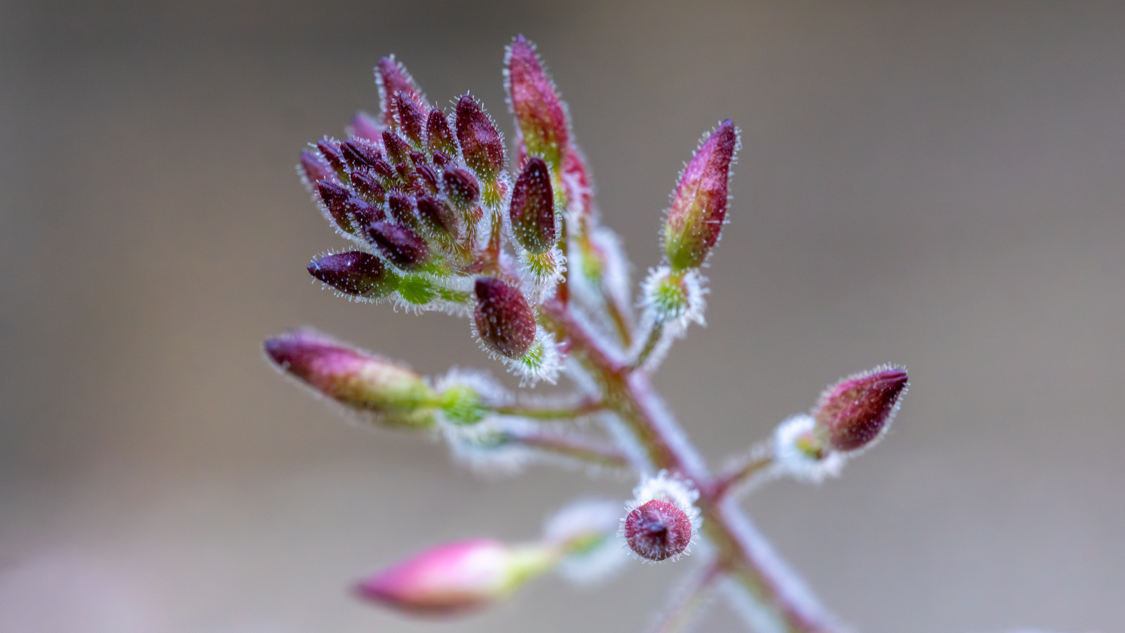 purple flower