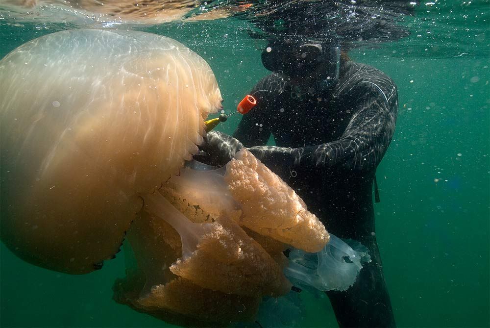 giant barrel jellyfish