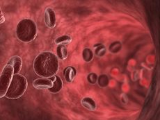 The human circulatory system keeps blood, oxygen and nutrients flowing through the body.