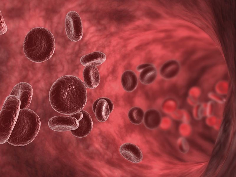 The Circulatory System: An Amazing Circuit That Keeps Our Bodies Going