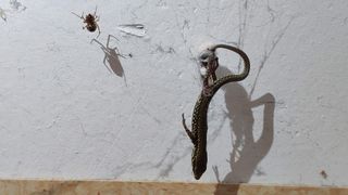 A tangle-web spider (Steatoda triangulosa) captured a common wall lizard (Podarcis muralis) by using the lifting technique.