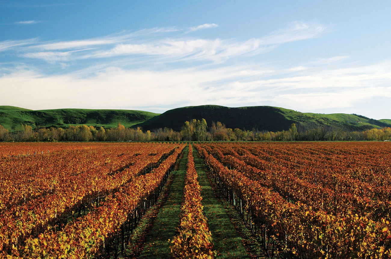 Keltern-vineyard_autumn.jpg