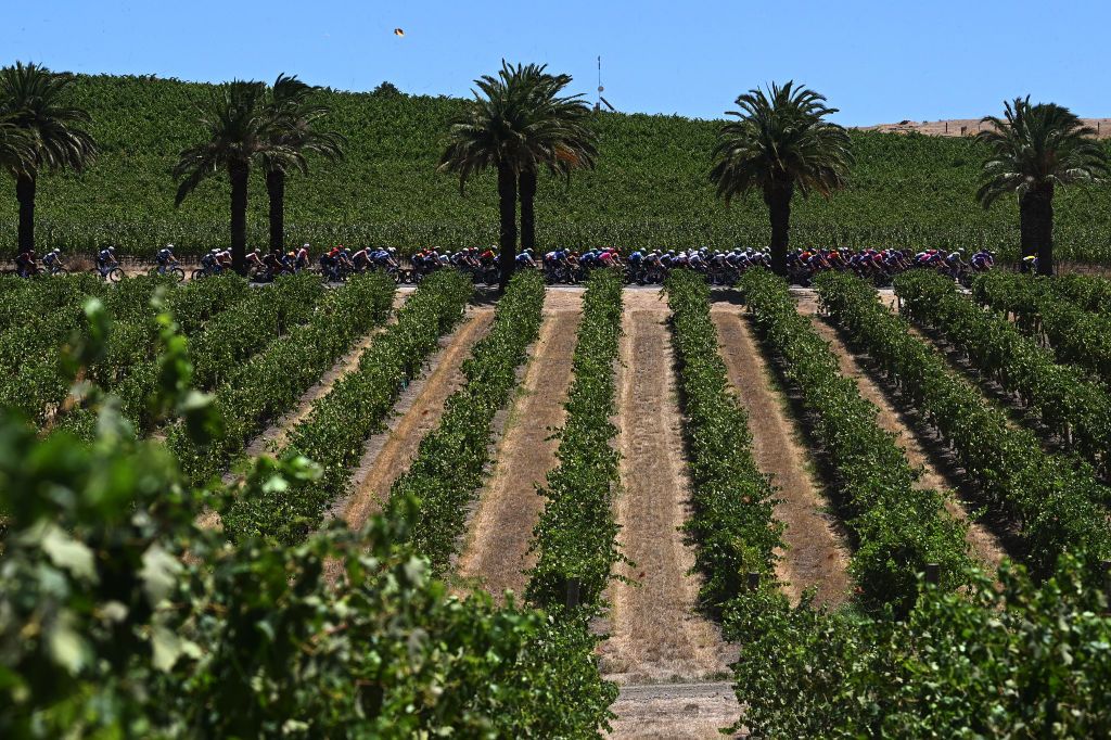 TANUNDA AUSTRALIA JANUARY 22 A general view of the peloton passing through a landscape during the 25th Santos Tour Down Under 2025 Stage 2 a 1288km stage from Tanunda to Tanunda 342m UCIWT on January 22 2025 in Tanunda Australia Photo by Dario BelingheriGetty Images
