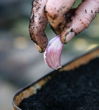 garlic clove