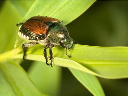 Japanese Beetle On A Plant Leaf