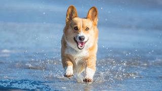 Pembroke Welsh Corgi running in the sea