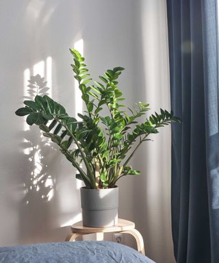 zz plant in dappled sunlight
