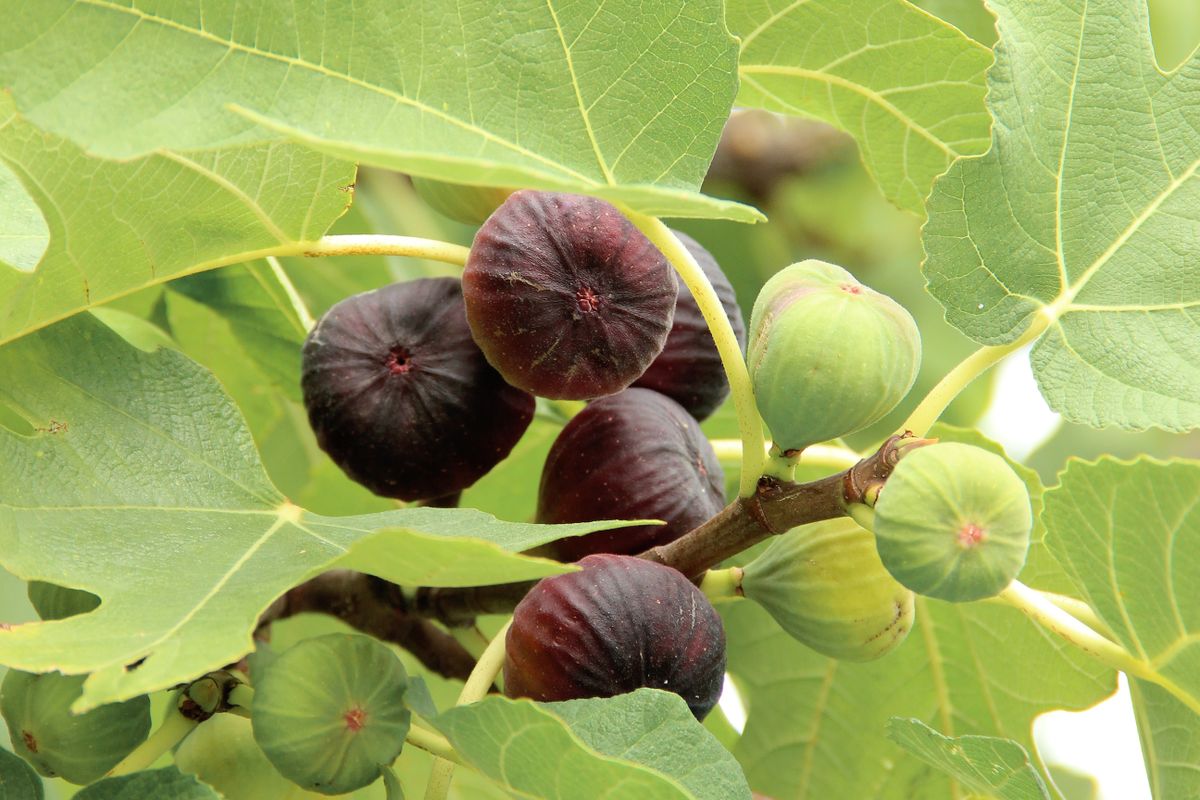 Quand tailler les figuiers pour des branches saines et une récolte fruitière florissante l'année prochaine