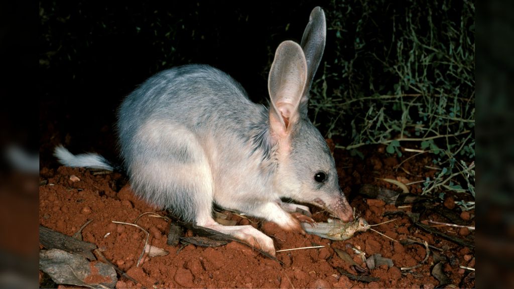 15 strange desert animals | Live Science