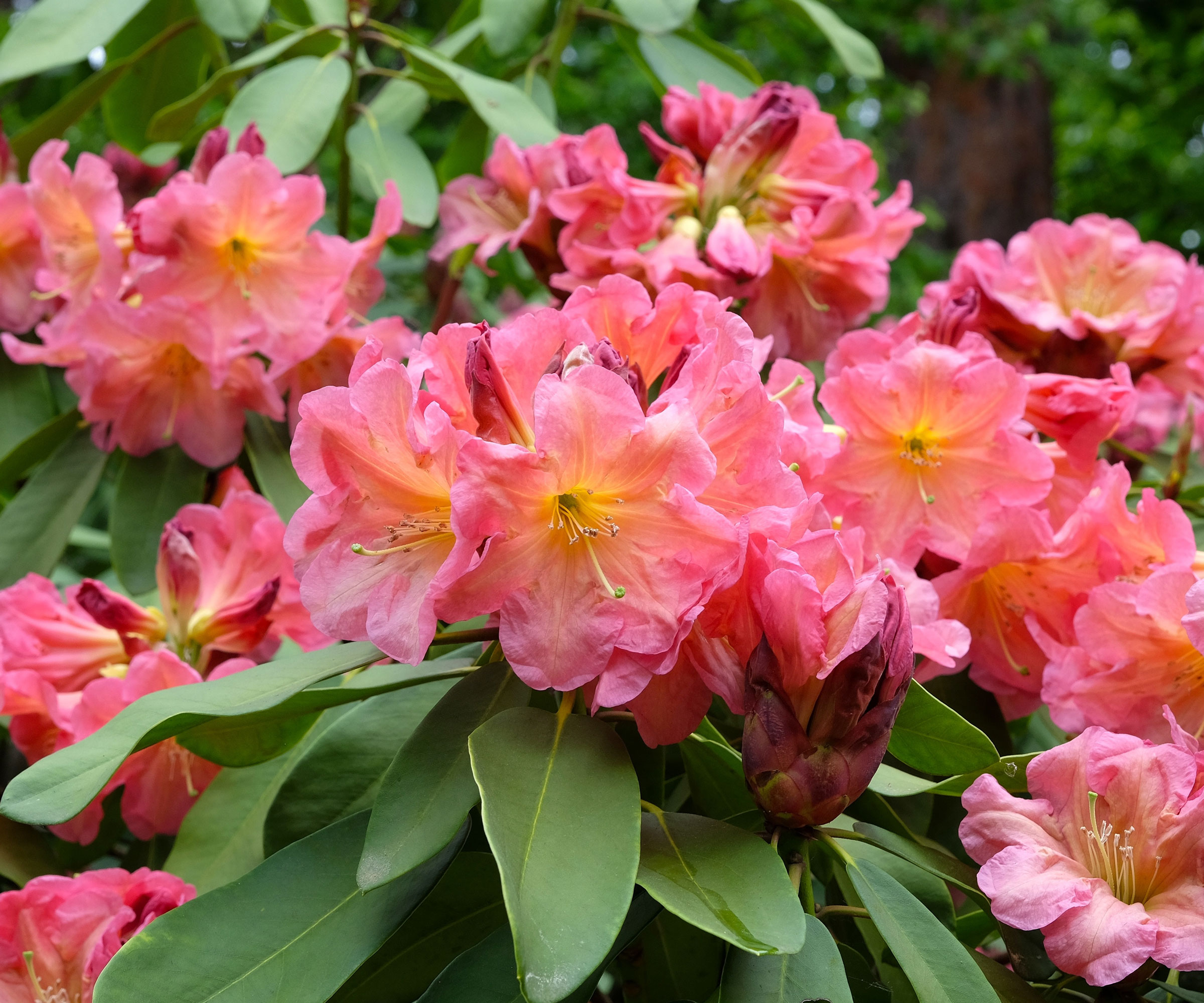rhododendron Bach Choir with pink flowers
