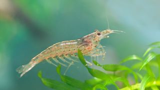 Amano Shrimp