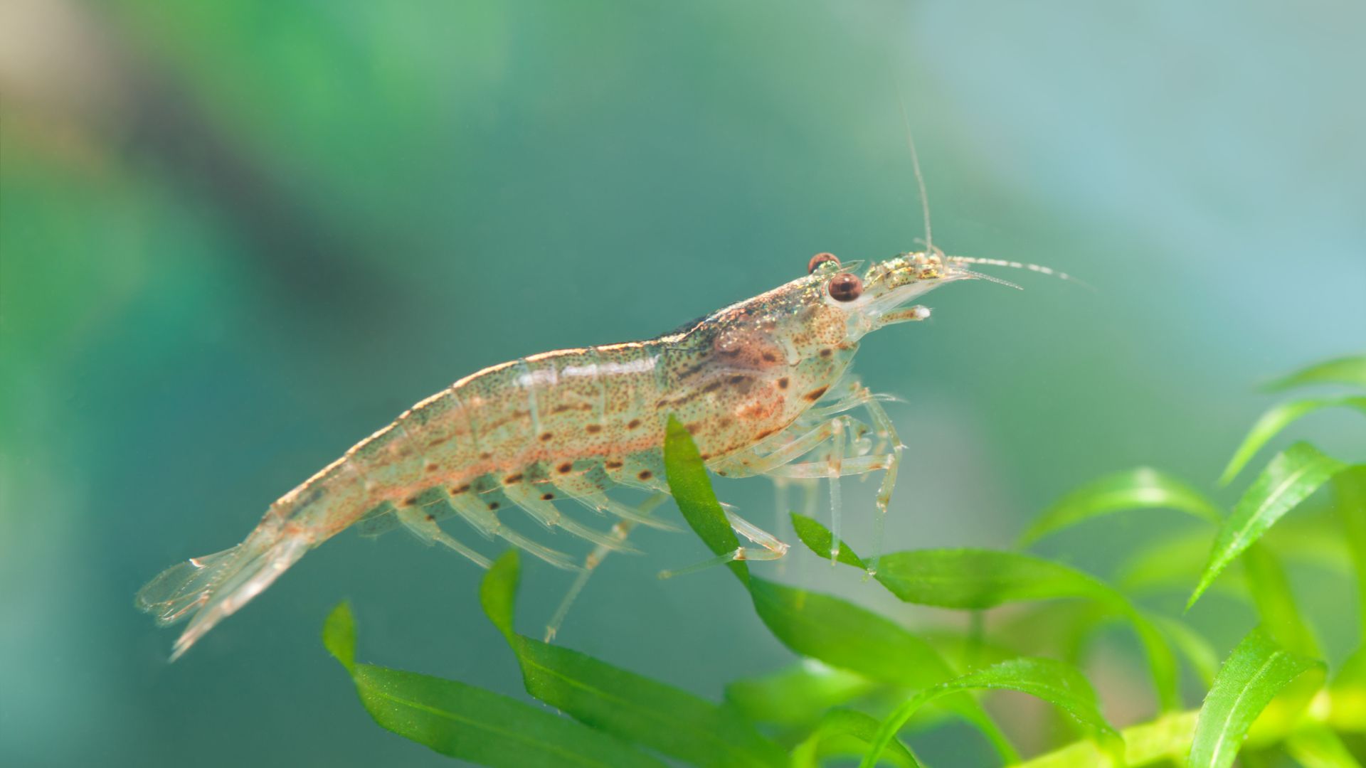 Amano Shrimp